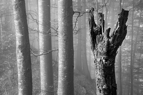 Jura-Wald im Herbst