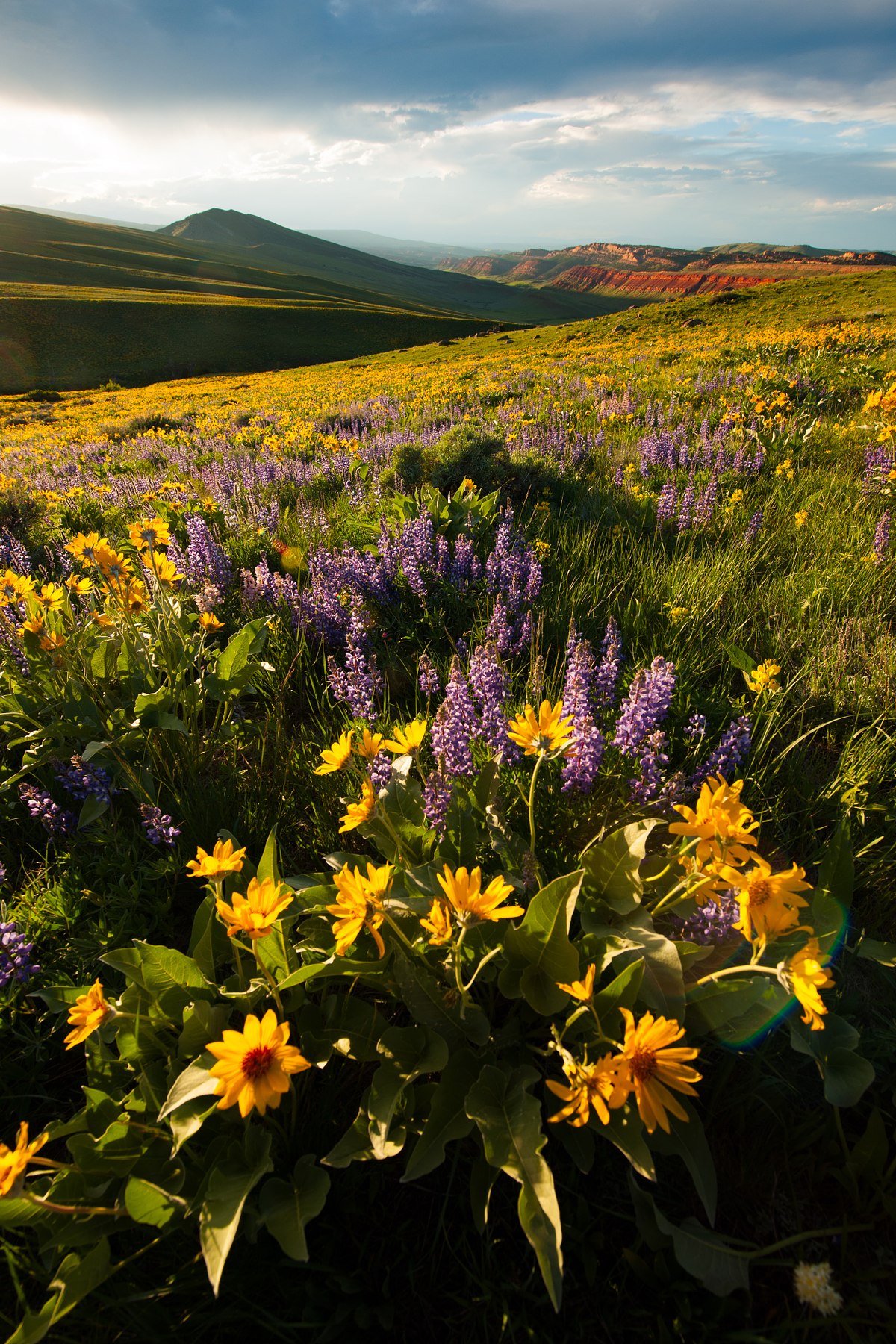Red-Canyon-Spring