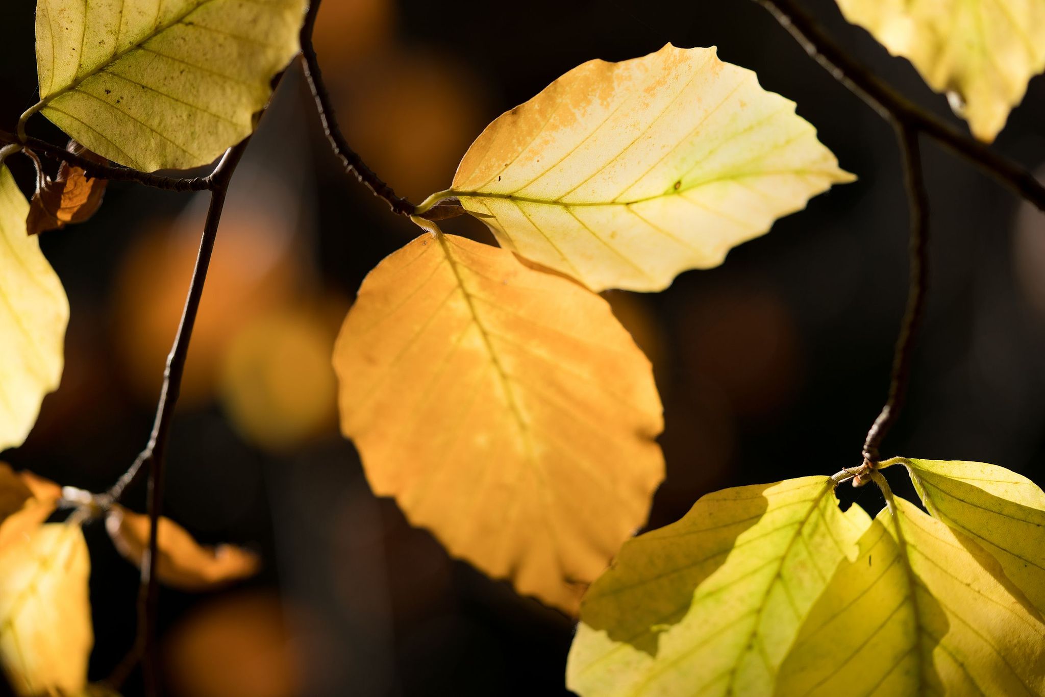 Herbstliches Buchenlaub
