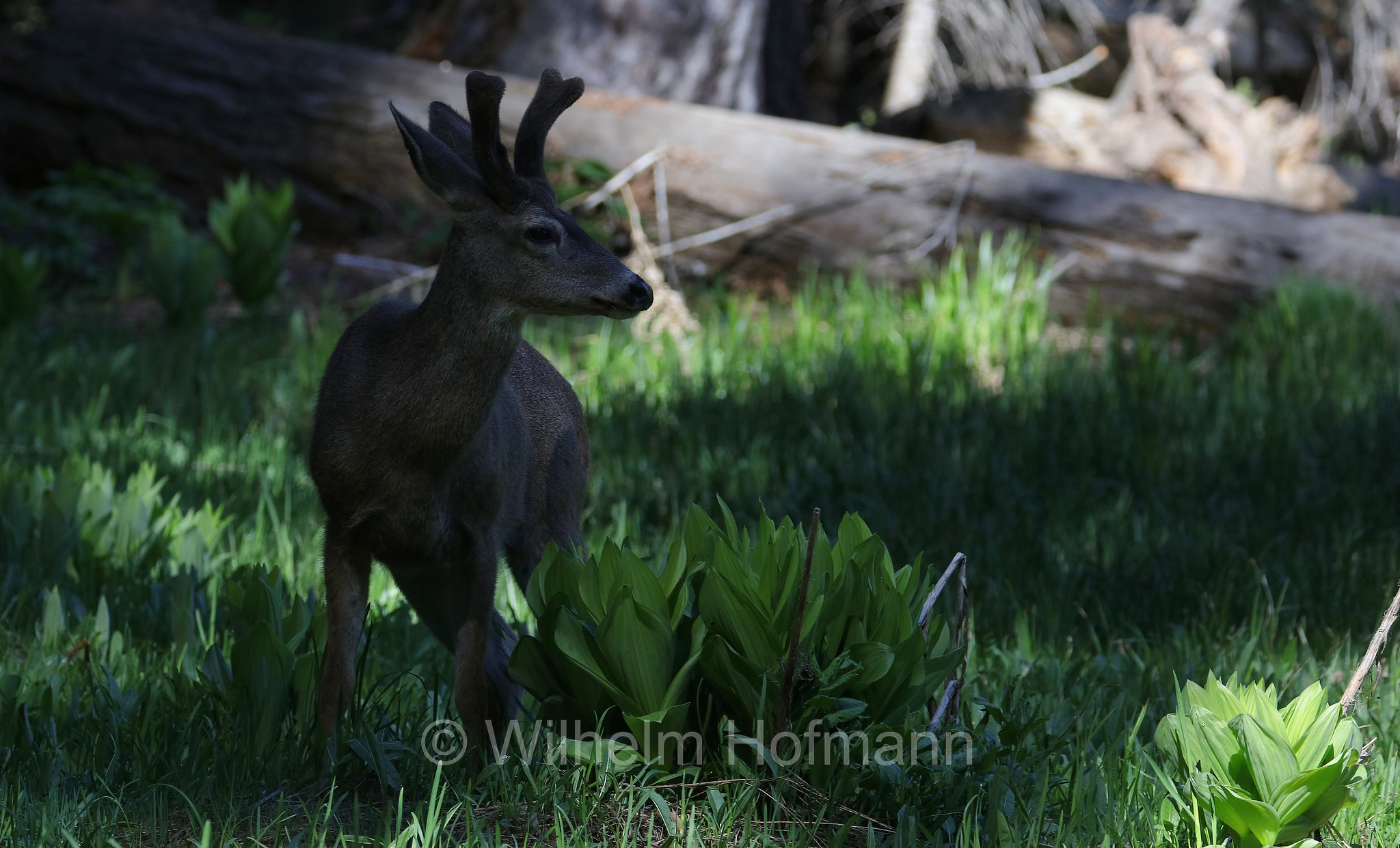 Odocoileus hemionus, mule deer, Maultierhirsch, Großohrhirsch, cervo mulo, Crescent Meadow, Sequoia National Park, Sequoia-Nationalpark, Parco nazionale di Sequoia, California, Kalifornien, USA