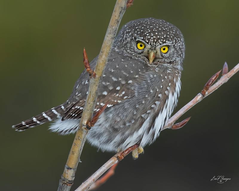 Small and Fierce (Northern Pygmy Owl)