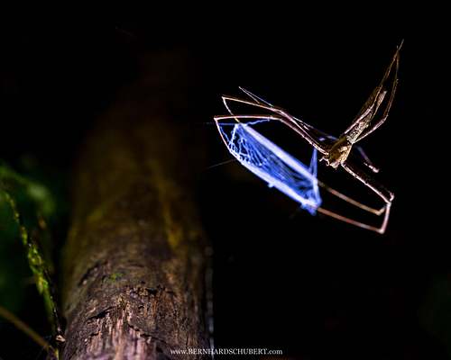 Asianopis sp. - Pantropische Kescherspinne