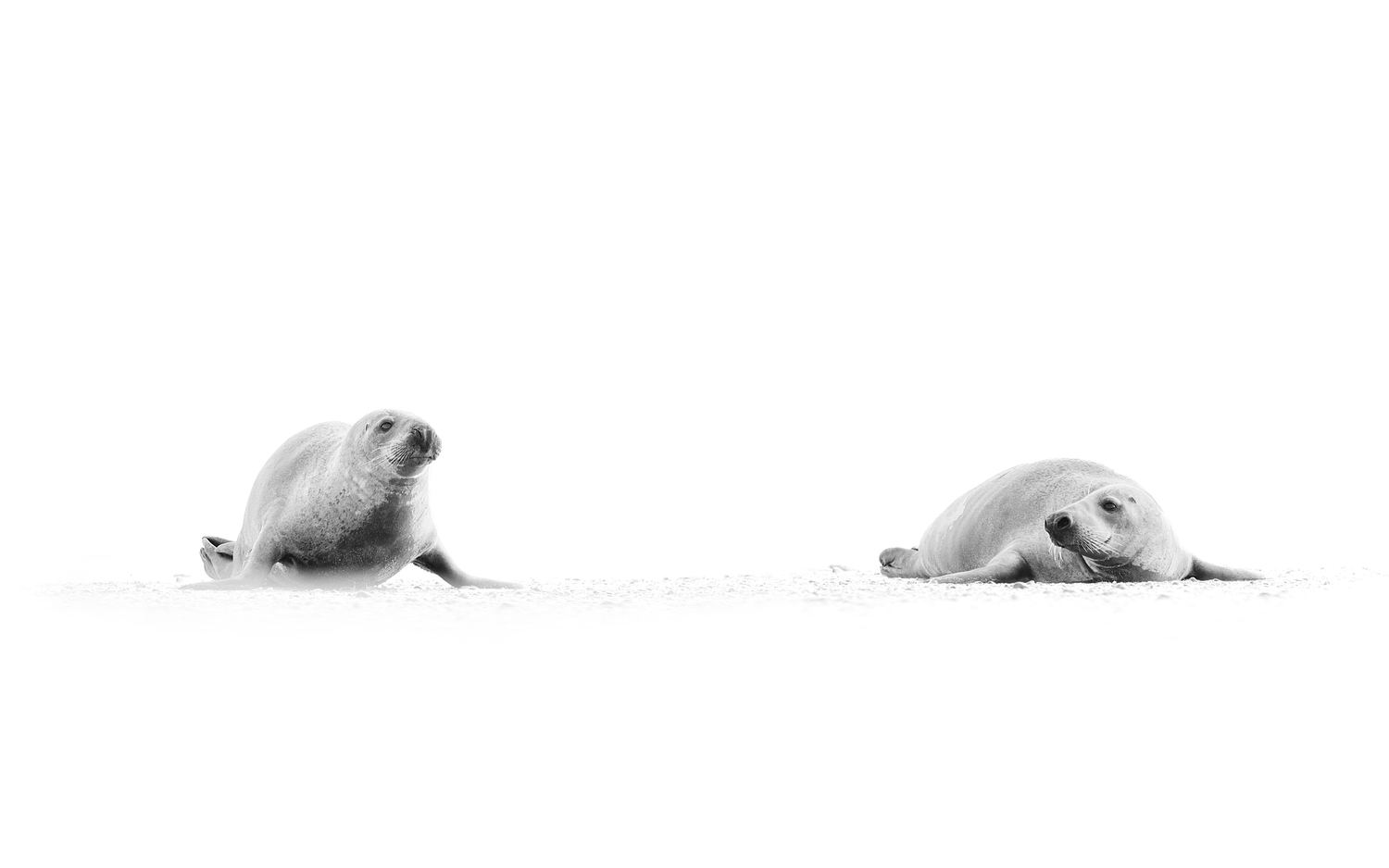 High-key photograph of two grey seals emerging from the sea onto the beach.