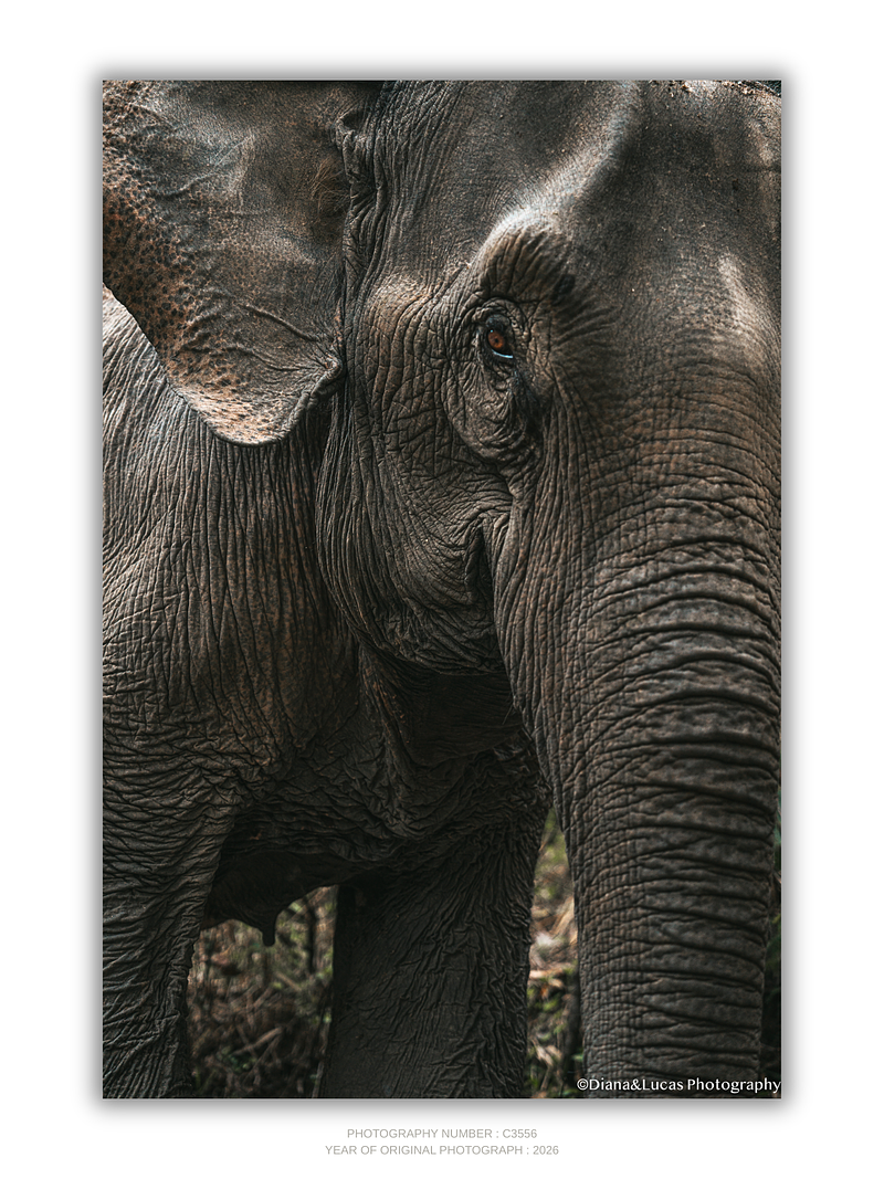 COLLECTION - GIANTS OF THE LAND VERTICAL - "That Color" - LIMITED EDITION 10 of 10