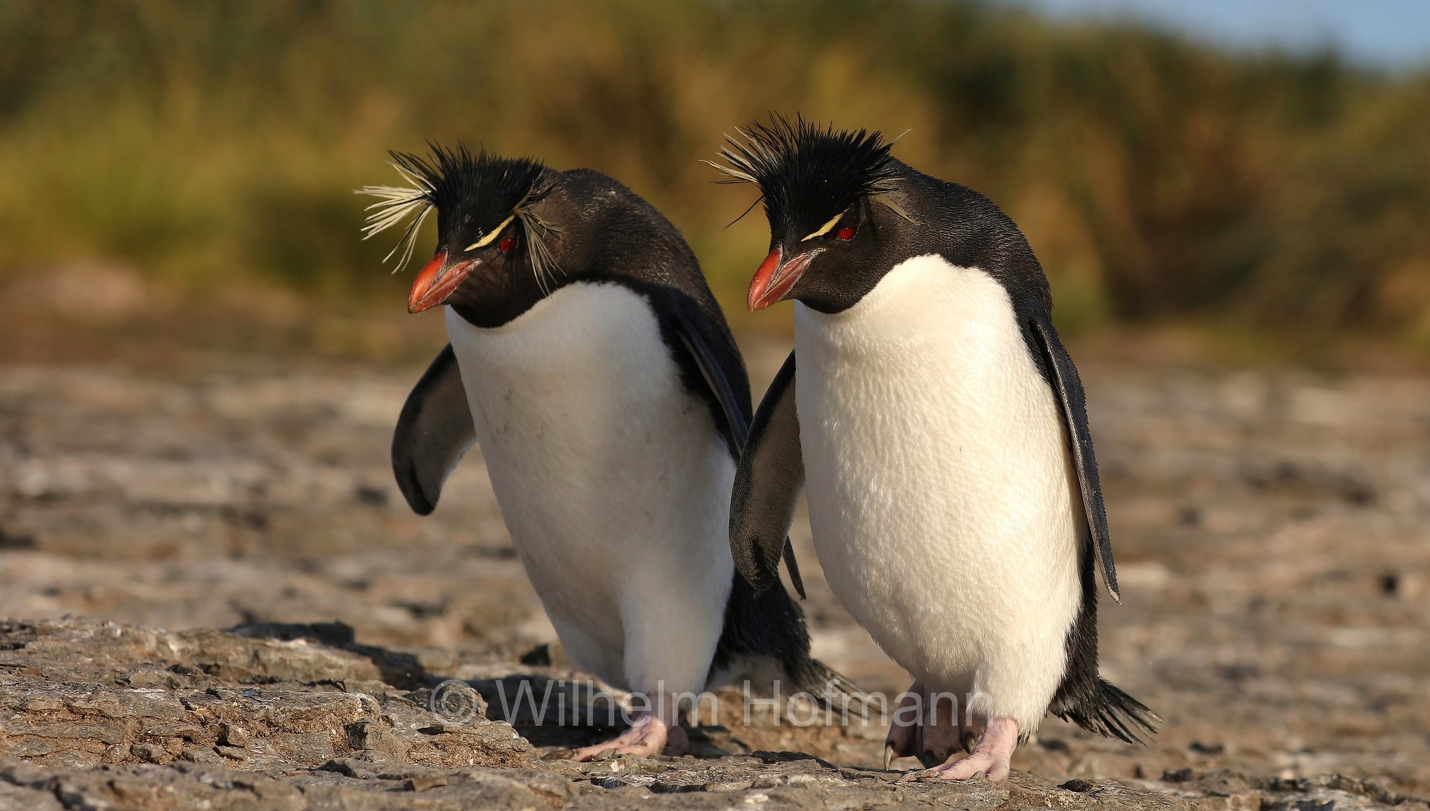 western rockhopper penguin, Felsenpinguin, pinguino saltarocce, Eudyptes chrysocome, Bleaker Island, Isla María, Falkland Islands, Falklandinseln, Isole Falkland