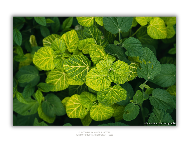 THE ONE - WILDLIFE & NATURE - "Golden Abutilon" - LIMITED EDITION 5 of 5
