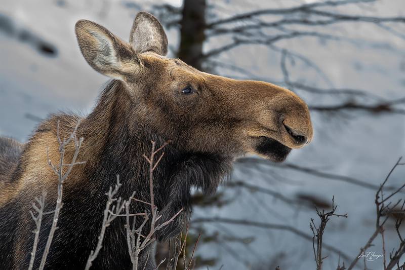 Simply Beautiful (Moose)