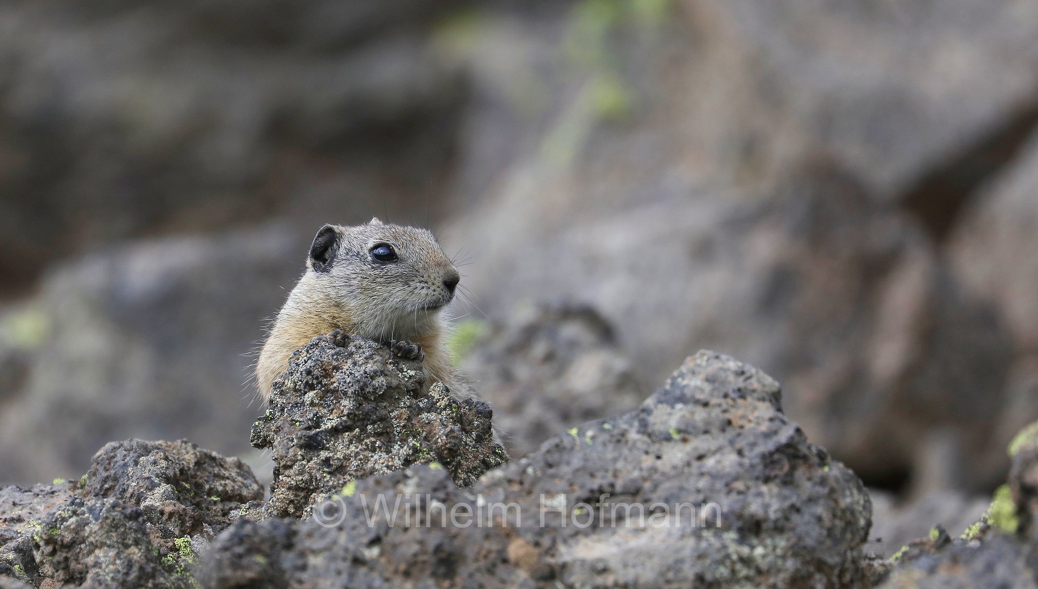 Urocitellus beldingi, Spermophilus beldingi, Belding's ground squirrel, pot gut, sage rat, picket-pin, Belding-Ziesel, scoiattolo terricolo di Belding, Sparks Lake Meadow, Oregon, USA