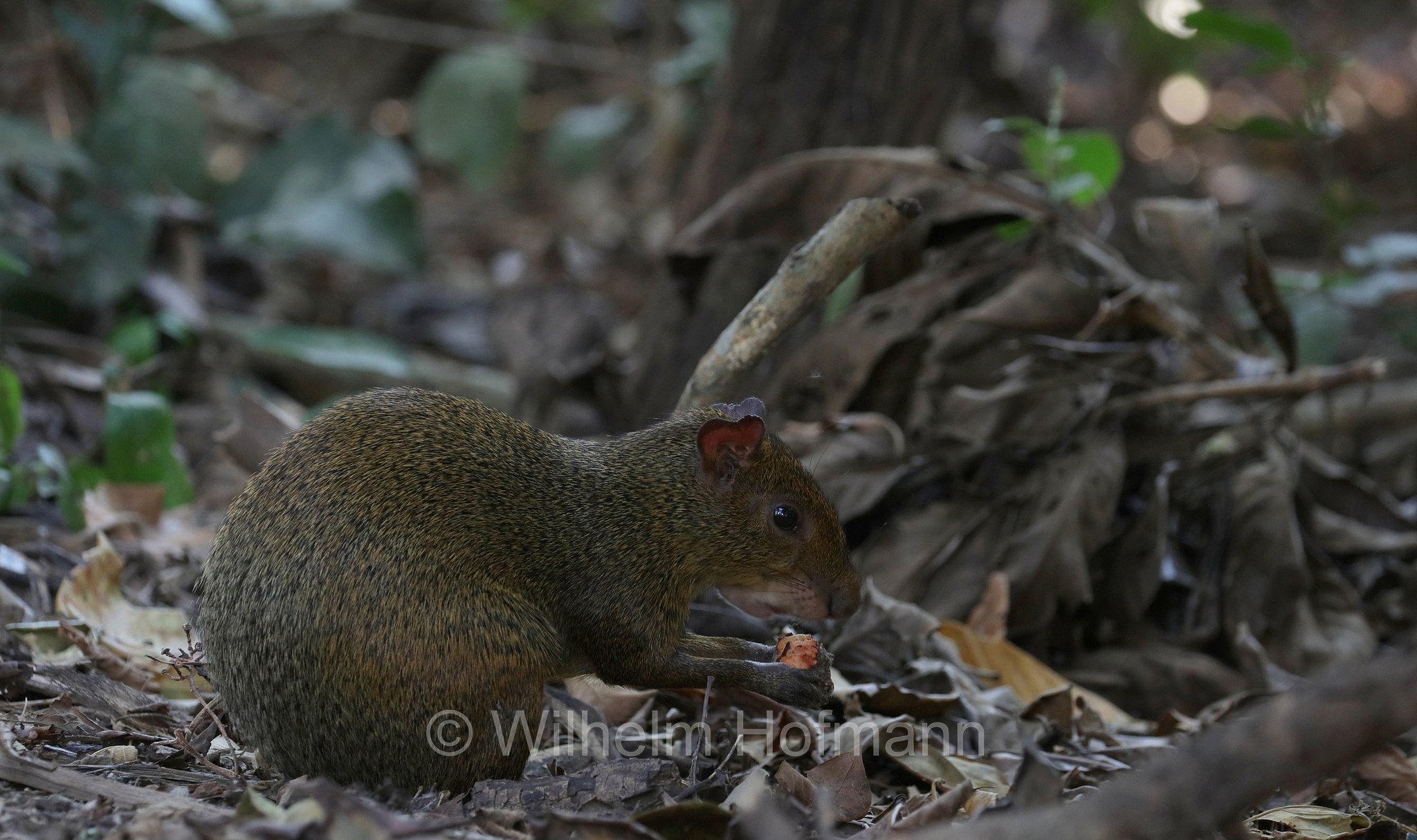Azara's agouti, Azara-Aguti, aguti di Azara, Dasyprocta azarae, Pantanal, Mato Grosso, Brazil, Brasil, Brasile, Brasilien