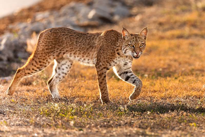 The Soul of the Wild
