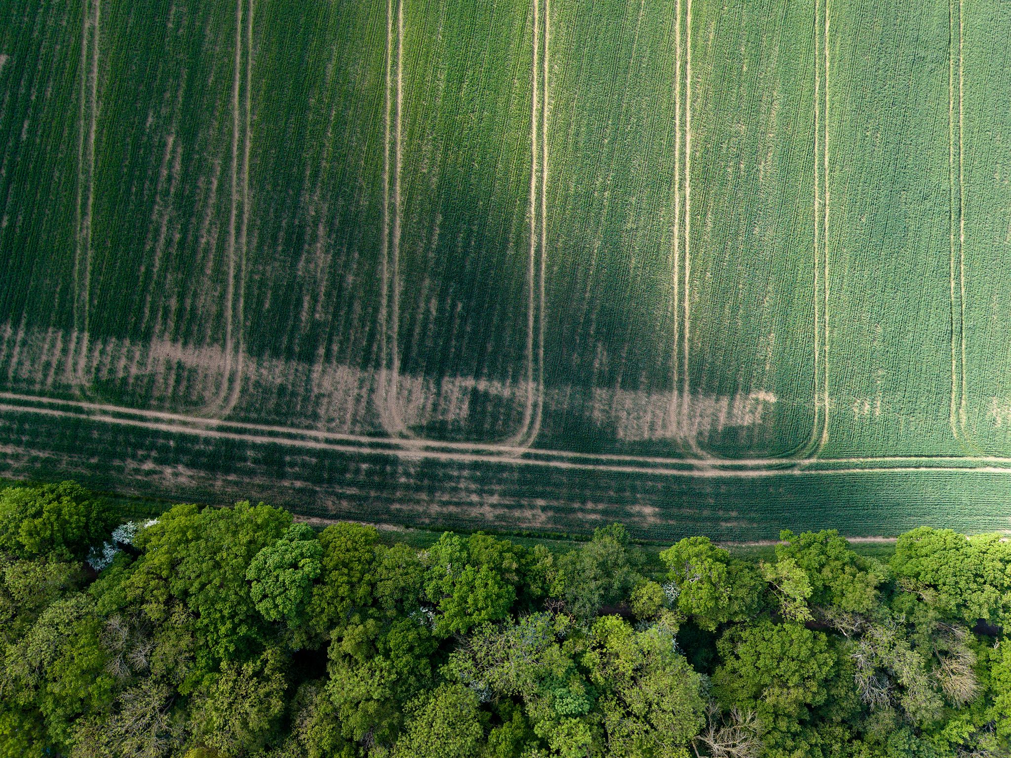 Aerial drone photograph of patterned farmland beside desnse green woodland, capturing abstract agricultural lines and textures from above