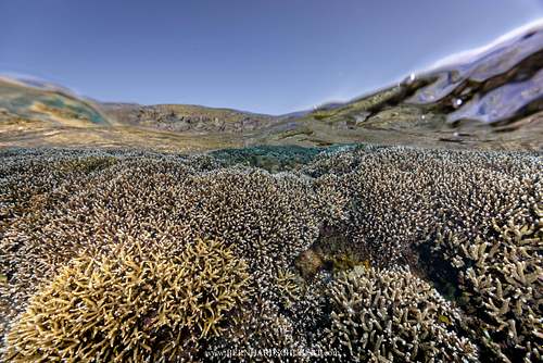 Acropora sp. – Geweihkoralle