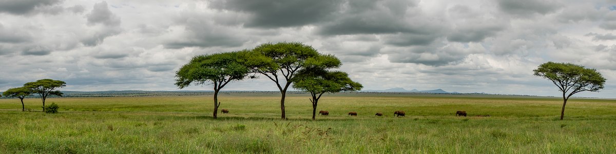 Silale-Strollers