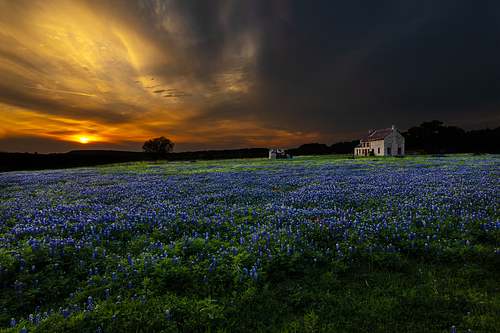 A dramatic sunset over a massive field of bluebonnets with the historic stone Bluebonnet House under an intense, cloudy sky.