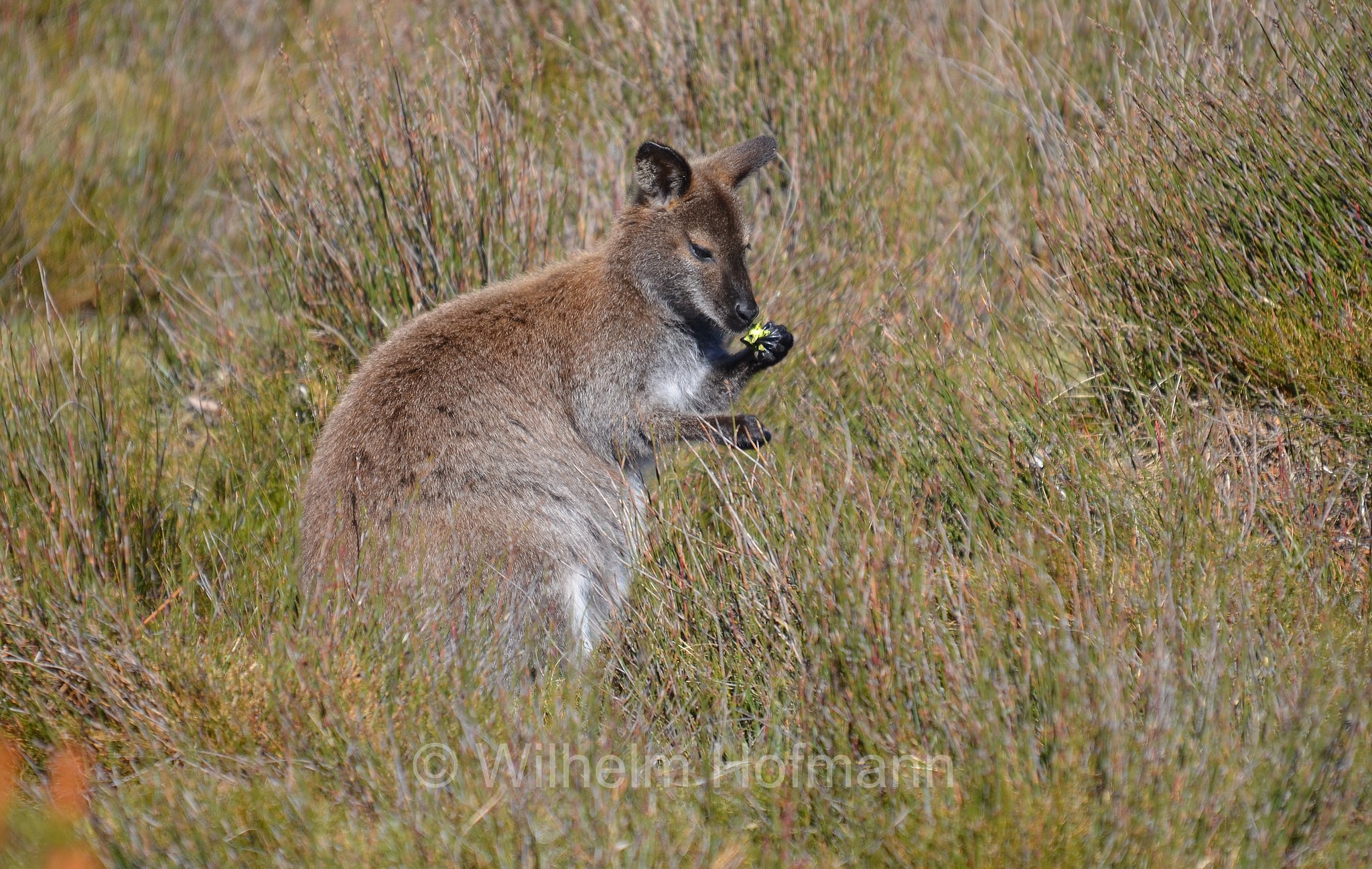red-necked wallaby, Bennett's wallaby, Rotnackenwallaby, Bennett-Wallaby, Bennett-Känguru, wallaby dal collo rosso, wallaby di Bennet, Notamacropus rufogriseus, Cradle Mountain National Park, Cradle Mountain-Lake St Clair National Park, Cradle-Mountain-Lake-St.-Clair-Nationalpark, Parco nazionale del monte Cradle-lago St Clair, Tasmania, Tasmanien, Australia, Australien