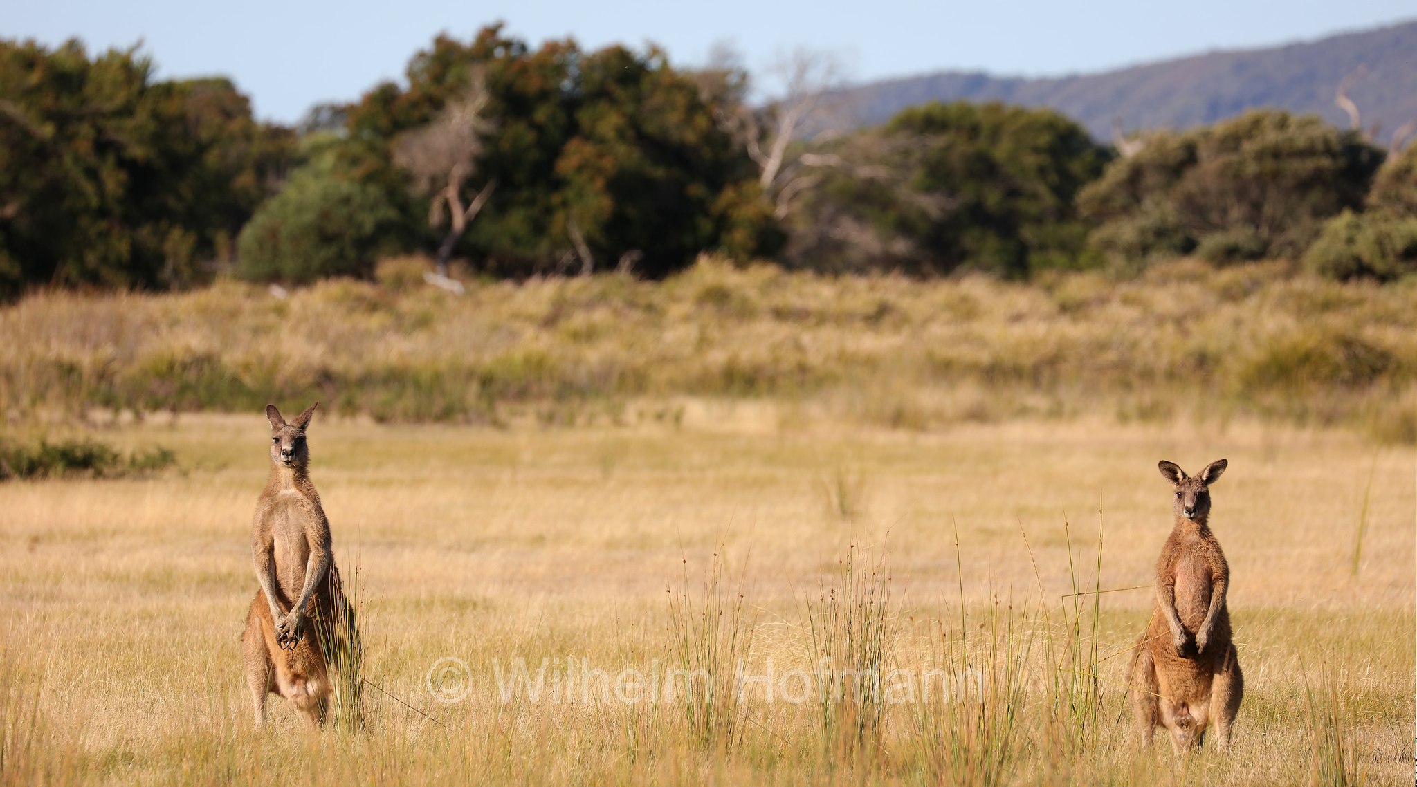 eastern grey kangaroo, gigantic large-foot, great grey kangaroo, forester kangaroo, Östliches Graues Riesenkänguru, canguro grigio orientale, Macropus giganteus, Narawntapu National Park, Narawntapu-Nationalpark, parco nazionale Narawntapu, Tasmania, Tasmanien, Australia, Austalien