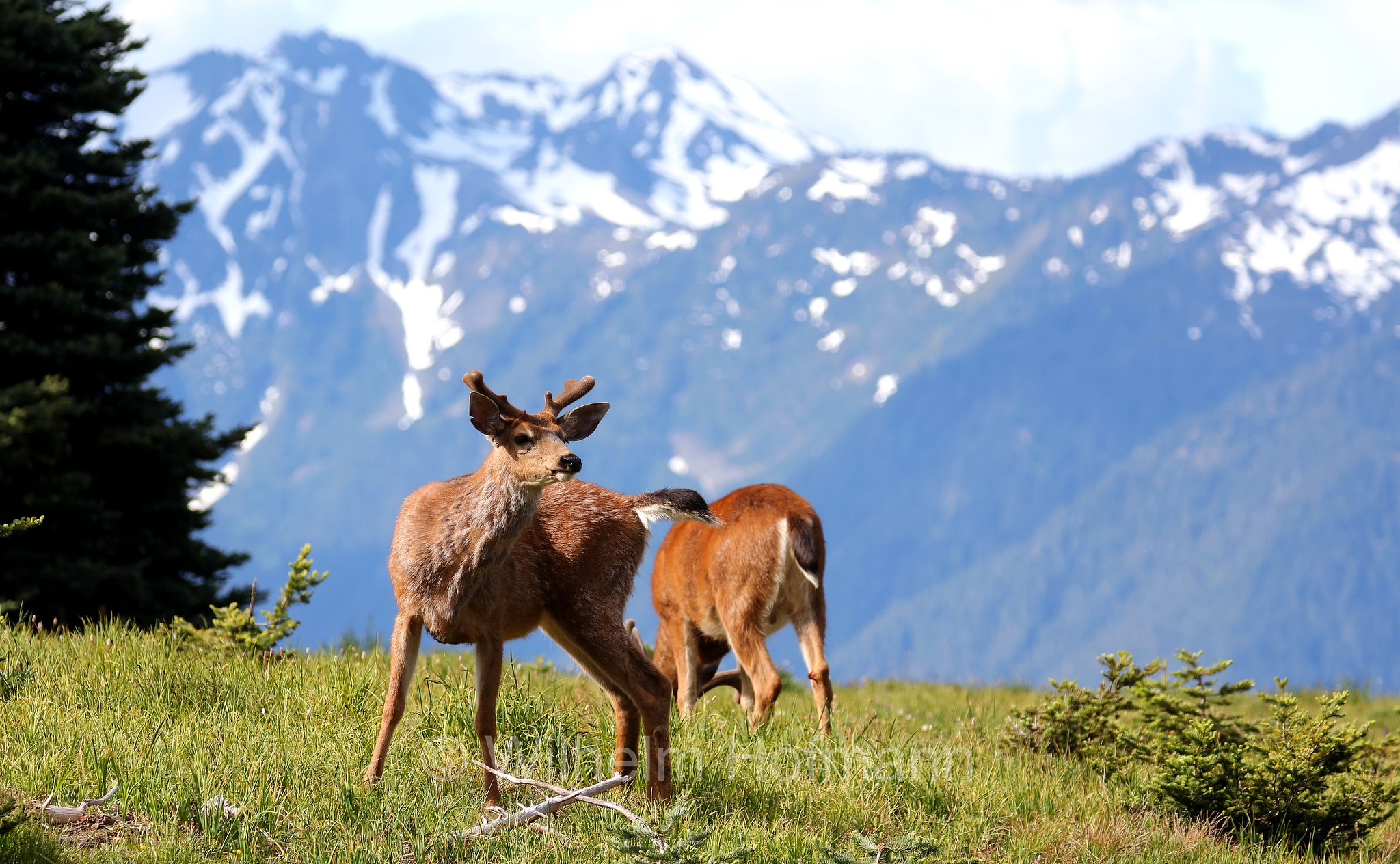 Odocoileus hemionus columbianus, Columbian black-tailed deer, Columbia-Schwarzwedelhirsch, cervo dalla coda nera, Hurricane Ridge, Olympic National Park, Olympic-Nationalpark, Olympic-Nationalpark, Washington, USA