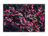 THE ONE - WILDLIFE & NATURE - "Coleus Fire" - LIMITED EDITION 5 of 5