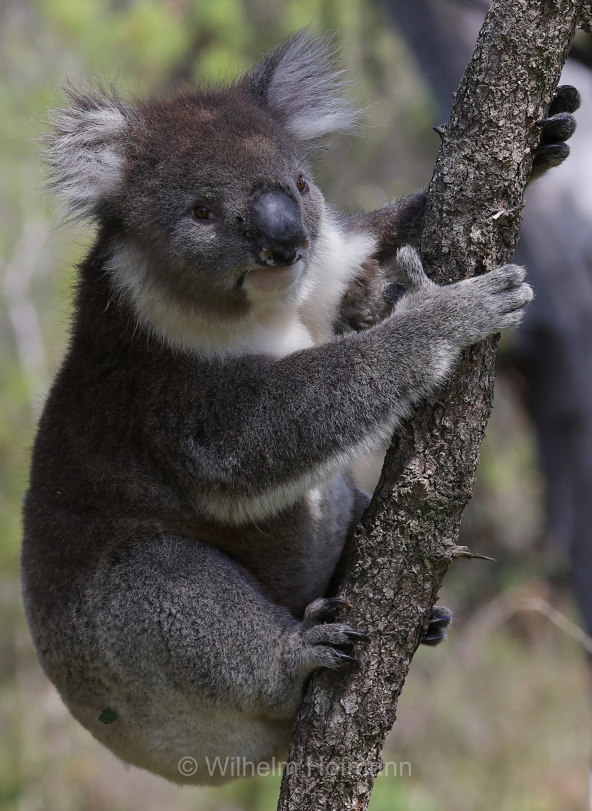koala, Koala, Koalabär, Beutelbär, Manna Gum Drive, Great Otway National Park, Great-Otway-Nationalpark, parco nazionale Great Otway, Victoria, Australia, Australien