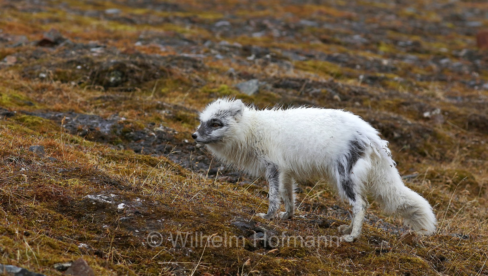 Vulpes lagopus, Alopex lagopus, Arctic fox, white fox, polar fox, snow fox, Polarfuchs, Schneefuchs, Eisfuchs, volpe artica, Björndalen Valley, Svalbard, Spitzbergen, Norway, Norwegen, Norvegia