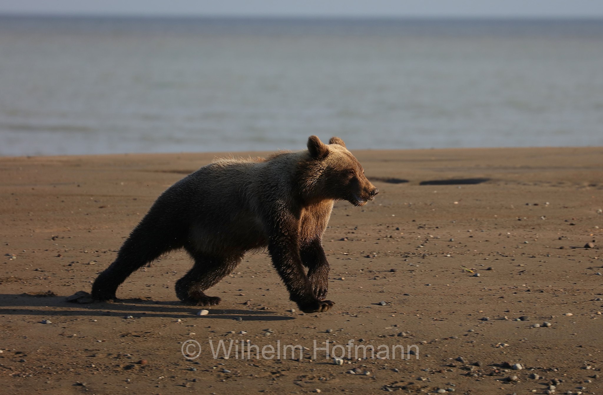 Ursus arctos gyas, Alaska Peninsula brown bear, peninsular grizzly, Alaska-Halbinsel-Braunbär, Alaska-Küstenbraunbär, Alaska-Braunbär, Großer Alaska-Braunbär, orso bruno della penisola dell'Alaska, grizzly peninsulare, grizzly costiero, grizzly gigante, Silver Salmon Creek, Lake Clark National Park, Lake Clark National Park and Preserve, Lake-Clark-Nationalpark, Parco nazionale e riserva di Lake Clark, Alaska, USA
