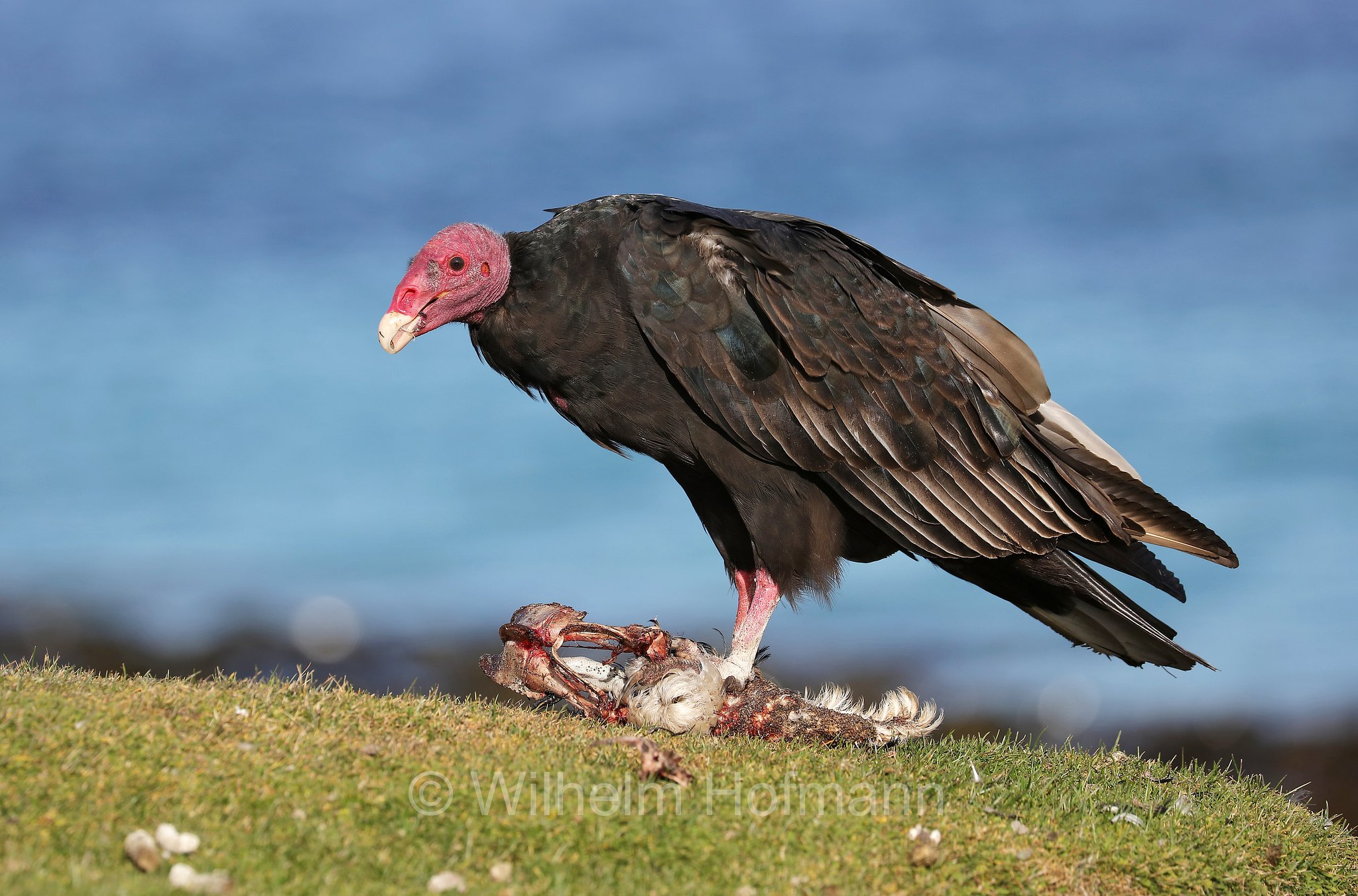 turkey vulture, Truthahngeier, avvoltoio collorosso, Cathartes aura, Bleaker Island, Isla María, Falkland Islands, Falklandinseln, Isole Falkland