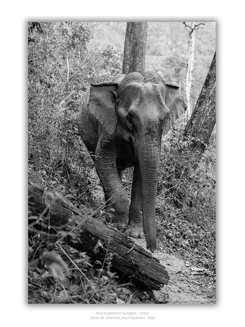 COLLECTION - GIANTS OF THE LAND VERTICAL - "Fallen Log" - LIMITED EDITION 5 of 5