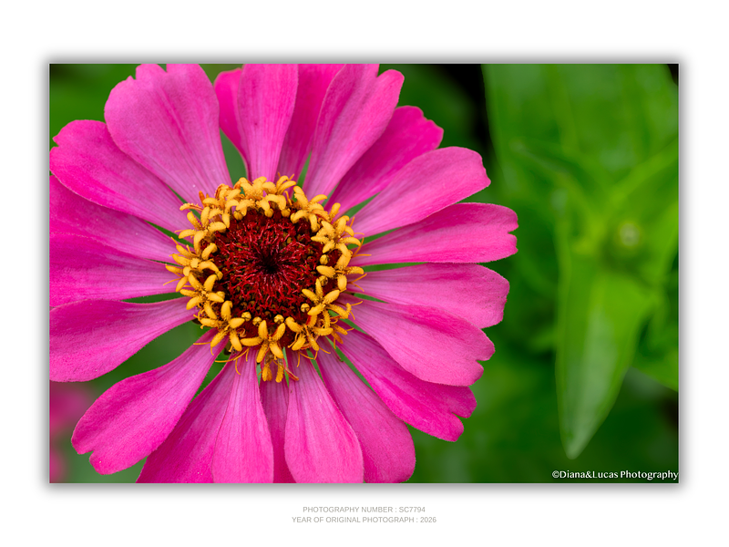 THE ONE - WILDLIFE & NATURE - "Magenta Zinnia" - LIMITED EDITION 3 of 5