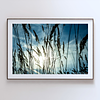 THE ONE - WILDLIFE & NATURE - "Field Level" - LIMITED EDITION 4 of 5