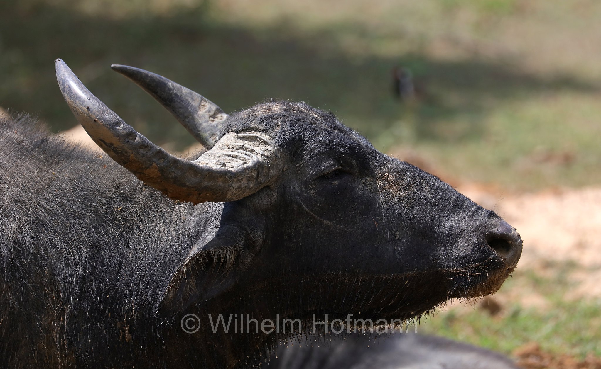 wild water buffalo, water buffalo, Asian buffalo, Asiatic buffalo, Wasserbüffel, Arni, bufalo d'acqua selvatico, bufalo asiatico, bufalo asiatico selvatico, Bubalus arnee, Sri Lanka, Yala National Park, Yala Nationalpark, Parco nazionale di Yala