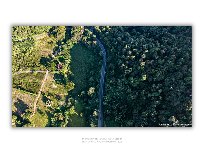 COLLECTION - FROM ABOVE HORIZONTAL - "Two Sides of Green" - LIMITED EDITION 10 of 10
