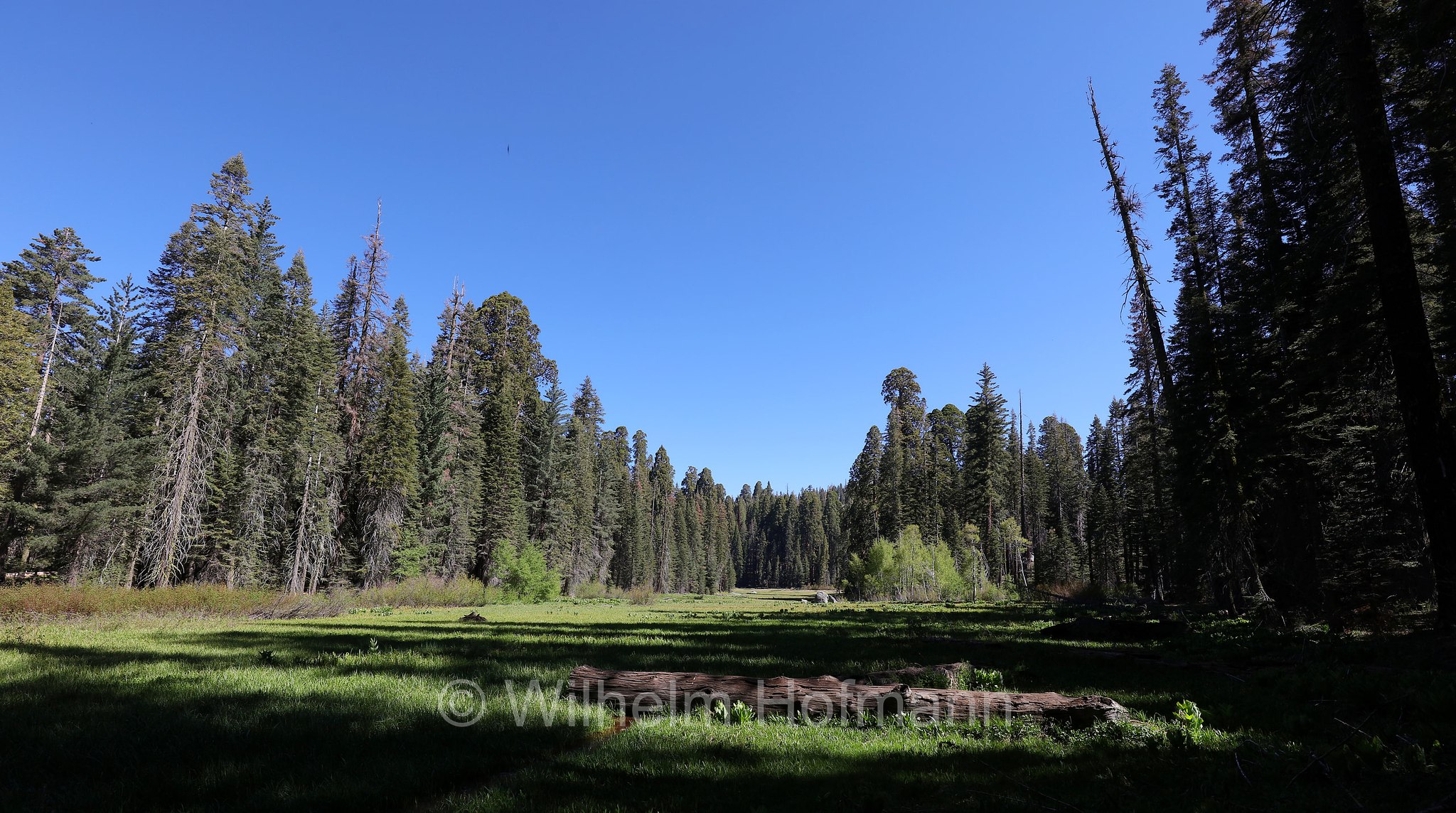 Crescent Meadow, Sequoia National Park, Sequoia-Nationalpark, Parco nazionale di Sequoia, California, Kalifornien, USA
