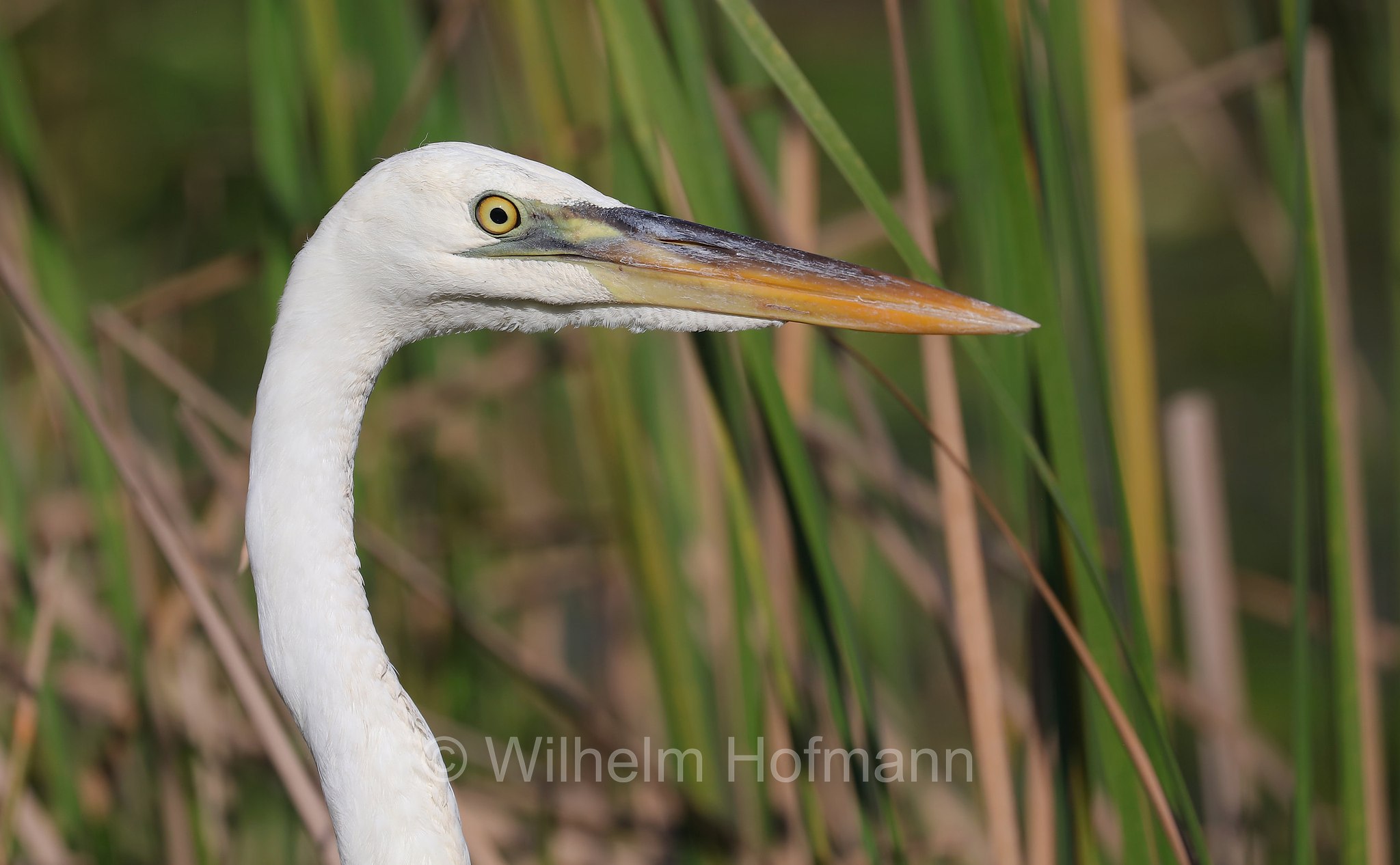 Ardea alba egretta, great egret, common egret, large egret, great white egret, great white heron, Silberreiher, airone bianco maggiore, Anhinga Trail, Everglades National Park, Everglades-Nationalpark, Parco nazionale delle Everglades, Florida, USA