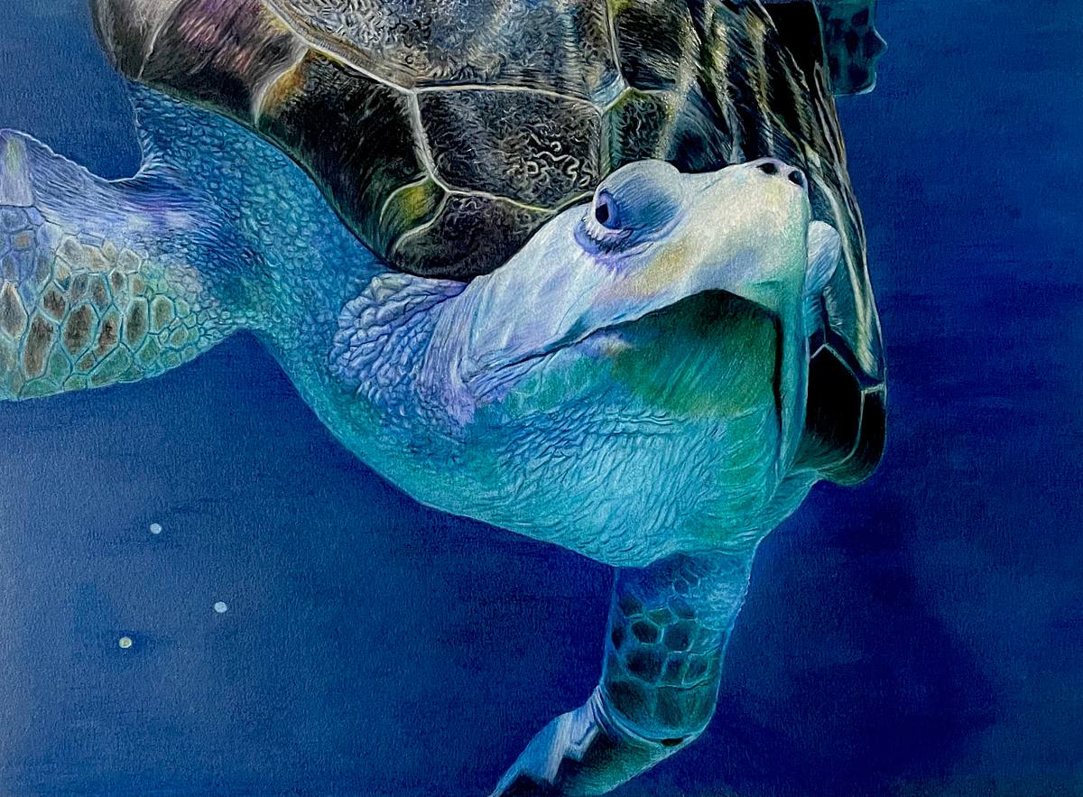 Looking up at a sea turtle swimming in the deep blue. The turtle is looking down at the viewer as if it's waiting for the viewer to speak. Blues, teals and browns on a blue background.