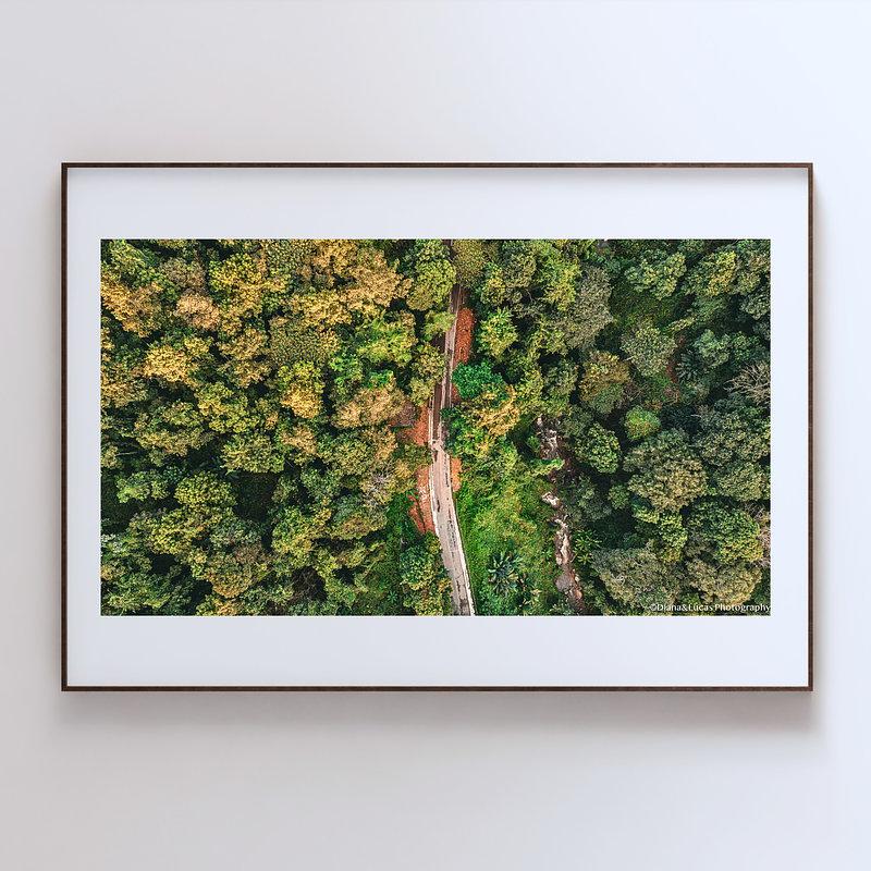 COLLECTION - FROM ABOVE HORIZONTAL - "The Forest Track" - LIMITED EDITION 10 of 10