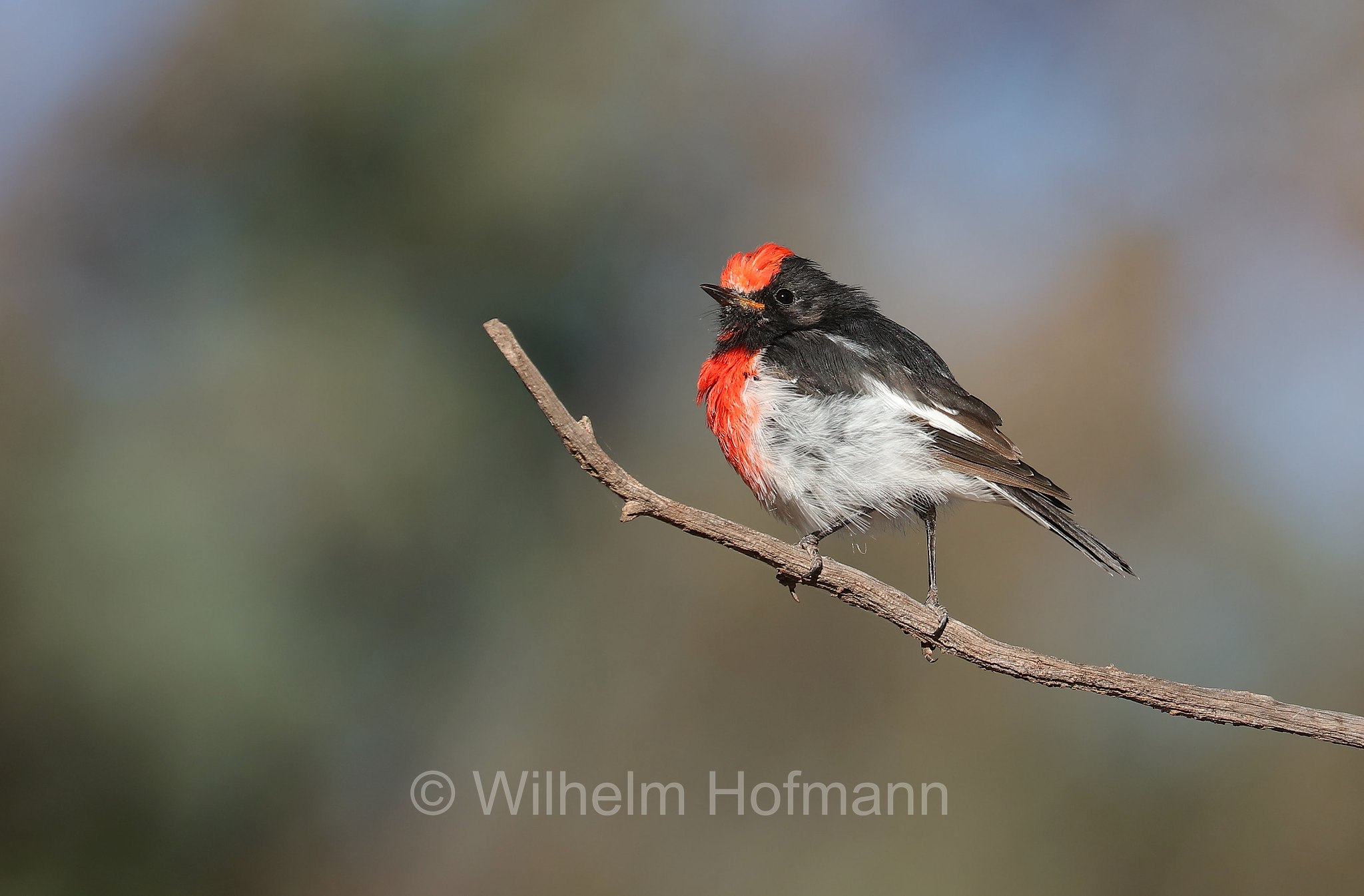 red-capped robin, Rotstirn-Schnäpper, petroica fronterossa, Petroica goodenovii, Ikara–Flinders Ranges National Park, Ikara-Flinderskette-Nationalpark, parco nazionale Monti Flinders, South Australia, Südaustralien, Australia Meridionale, Australia, Australien