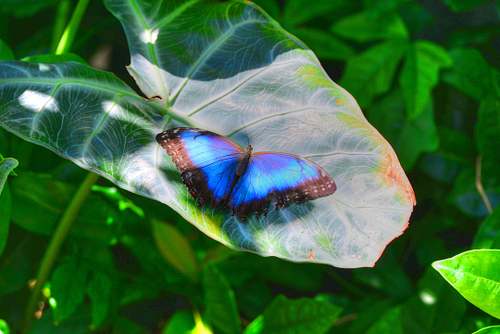 butterfly
