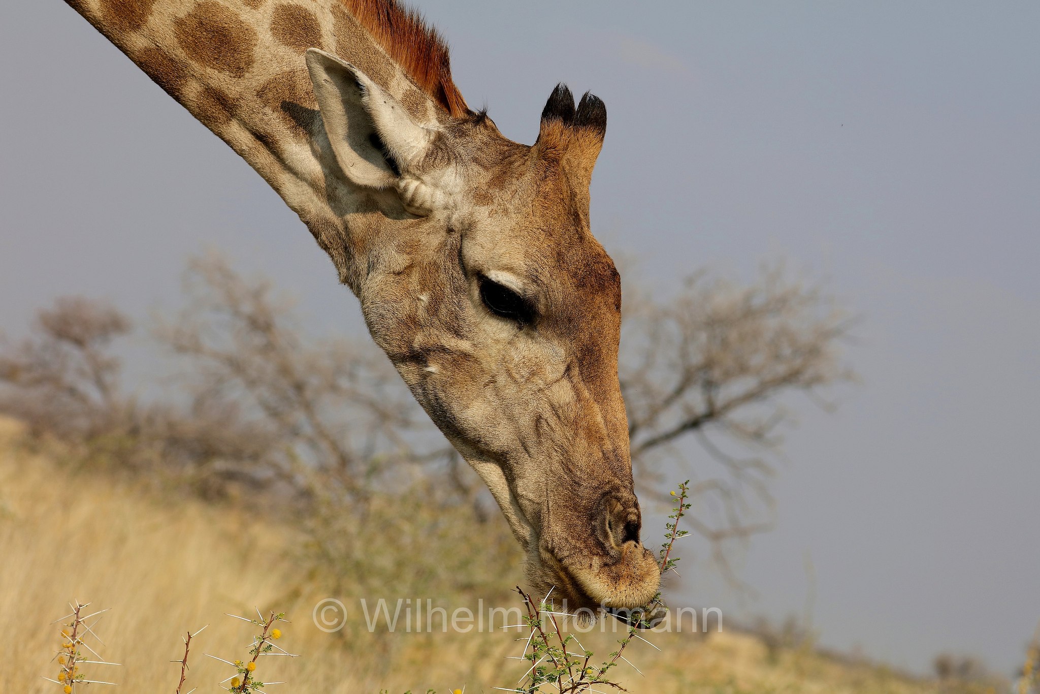 South African giraffe, Cape giraffe, Süd-Giraffe, giraffa meridionale, Giraffa giraffa, Etosha-Nationalpark, Etosha National Park, parco nazionale d'Etosha, Namibia