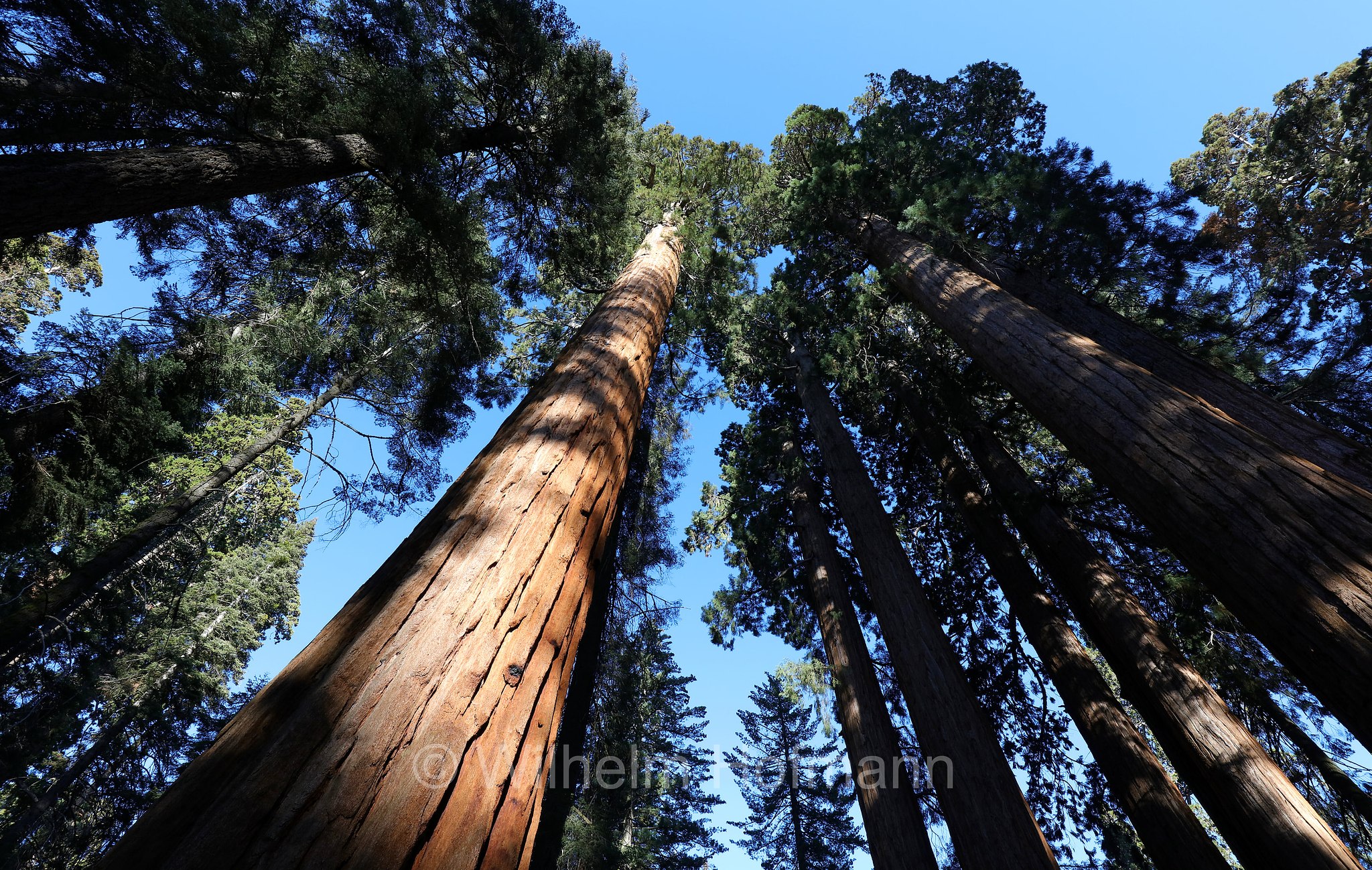 Parker Group Sequoias, Crescent Meadow Road, Sequoia National Park, Sequoia-Nationalpark, Parco nazionale di Sequoia, California, Kalifornien, USA