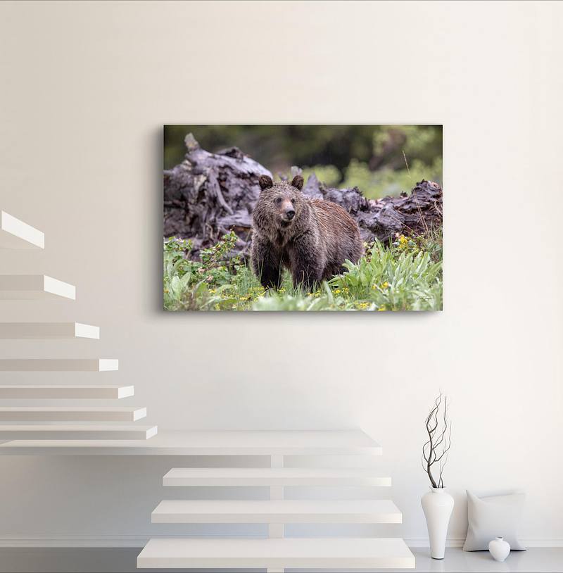 Looking Fine (Grizzly Bear)