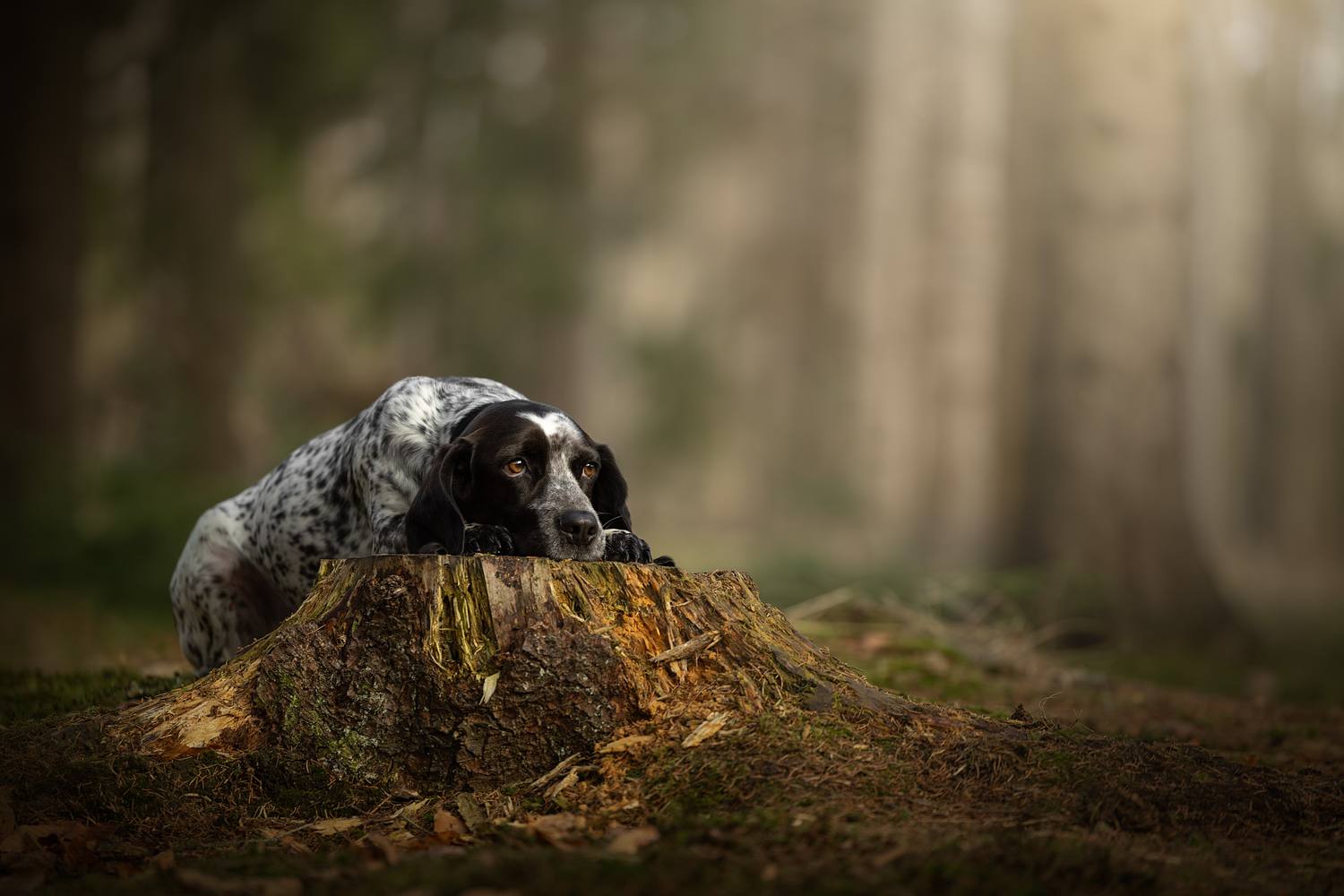 NLS Dierenfotografie