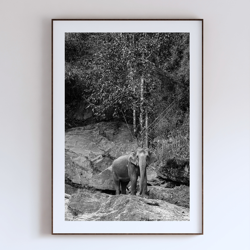 COLLECTION - GIANTS OF THE LAND VERTICAL - "One in the Landscape" - LIMITED EDITION 10 of 10