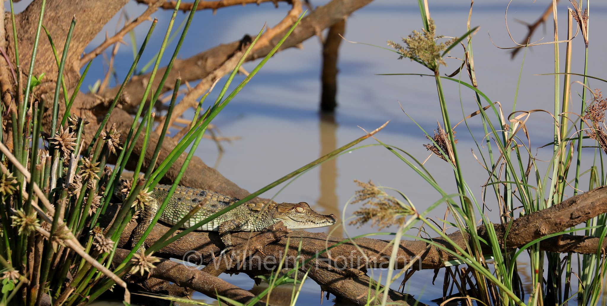 mugger crocodile, mugger, marsh crocodile, Sumpfkrokodil, coccodrillo palustre, Crocodylus palustris, Sri Lanka, Yala National Park, Yala Nationalpark, Parco nazionale di Yala