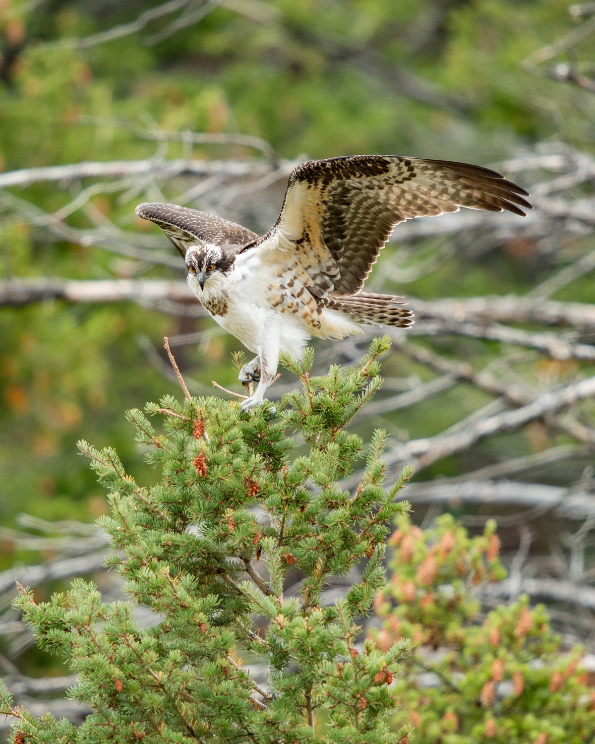 Osprey-Perched