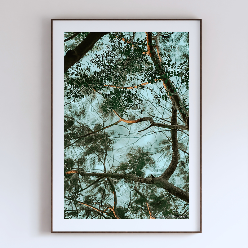 THE ONE - LINES & SHAPES - "The Canopy Ceiling" - LIMITED EDITION 5 of 5