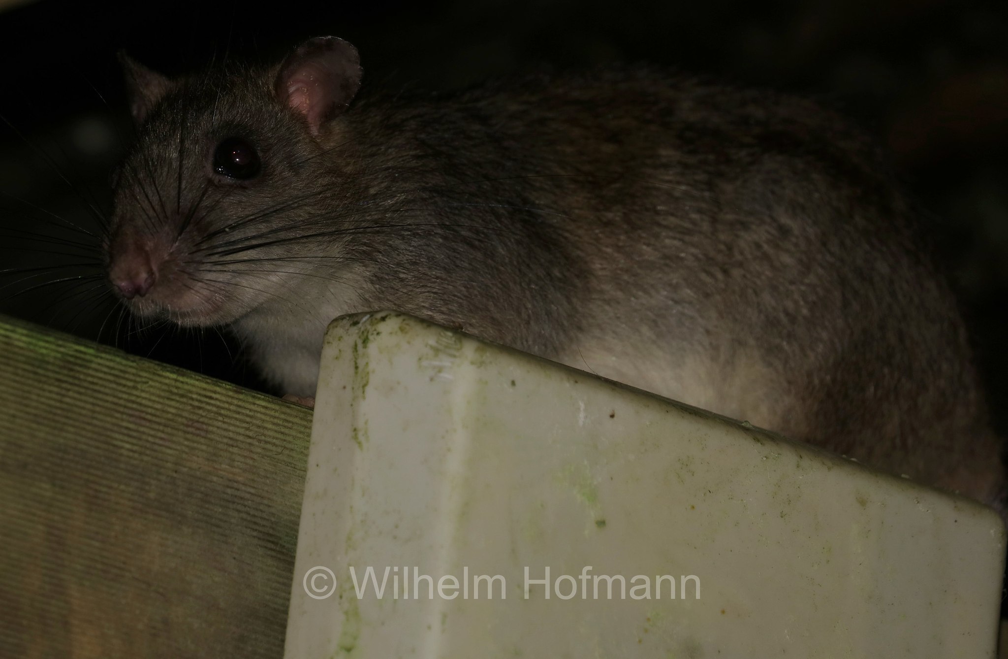 Uromys hadrourus, masked white-tailed rat, Queensland-Riesenratte, Crater Lakes National Park, Crater-Lakes-Nationalpark, Queensland, Australia, Australien
