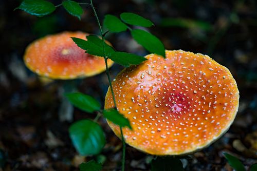 Fliegenpilz