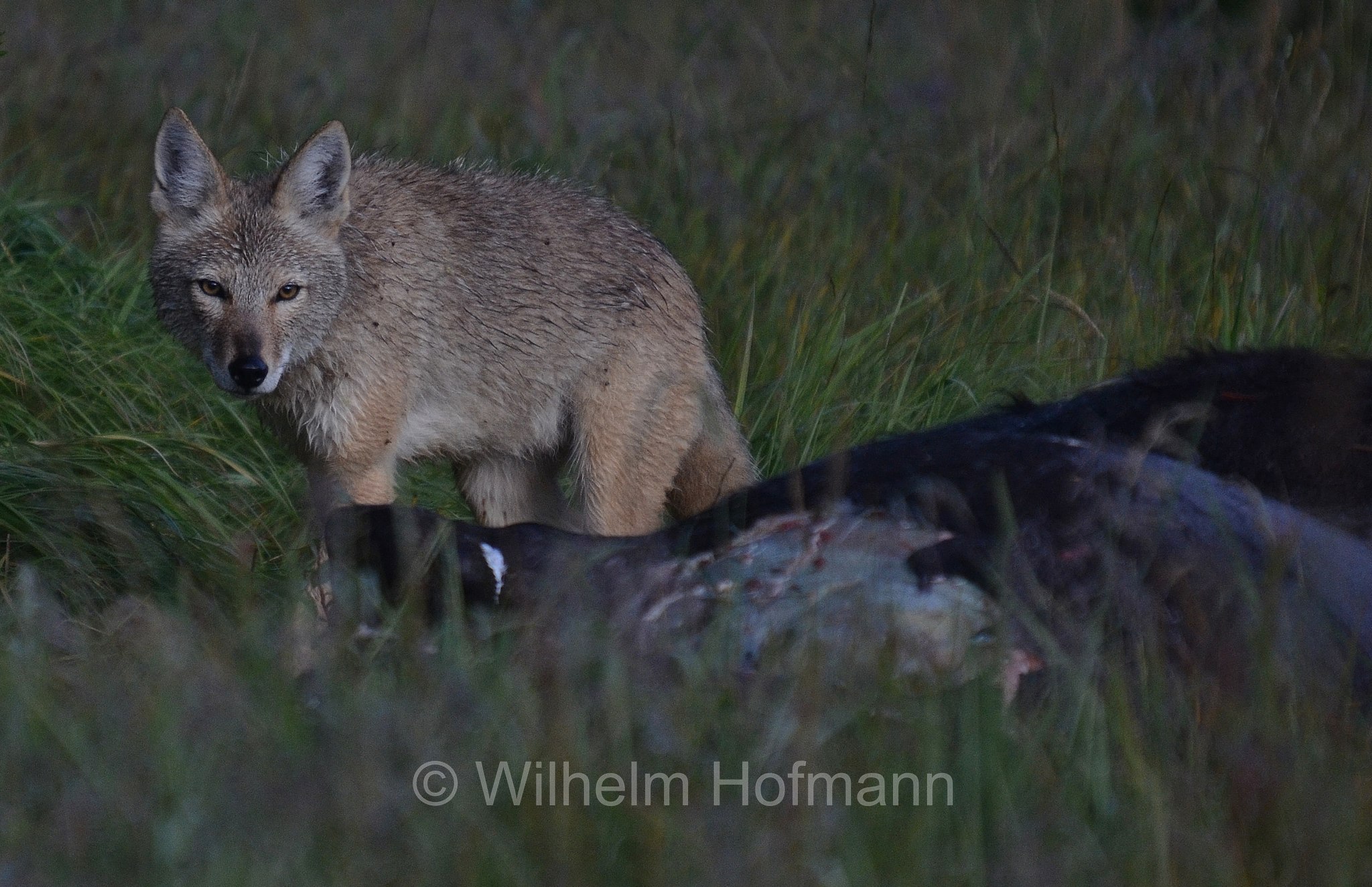 Canis latrans, coyote, American jackal, prairie wolf, brush wolf, Kojote, Präriewolf, Steppenwolf, coiote, lupo delle praterie, Solfatara Plateau, Yellowstone National Park, Yellowstone-Nationalpark﻿, parco nazionale di Yellowstone, Wyoming, USA
