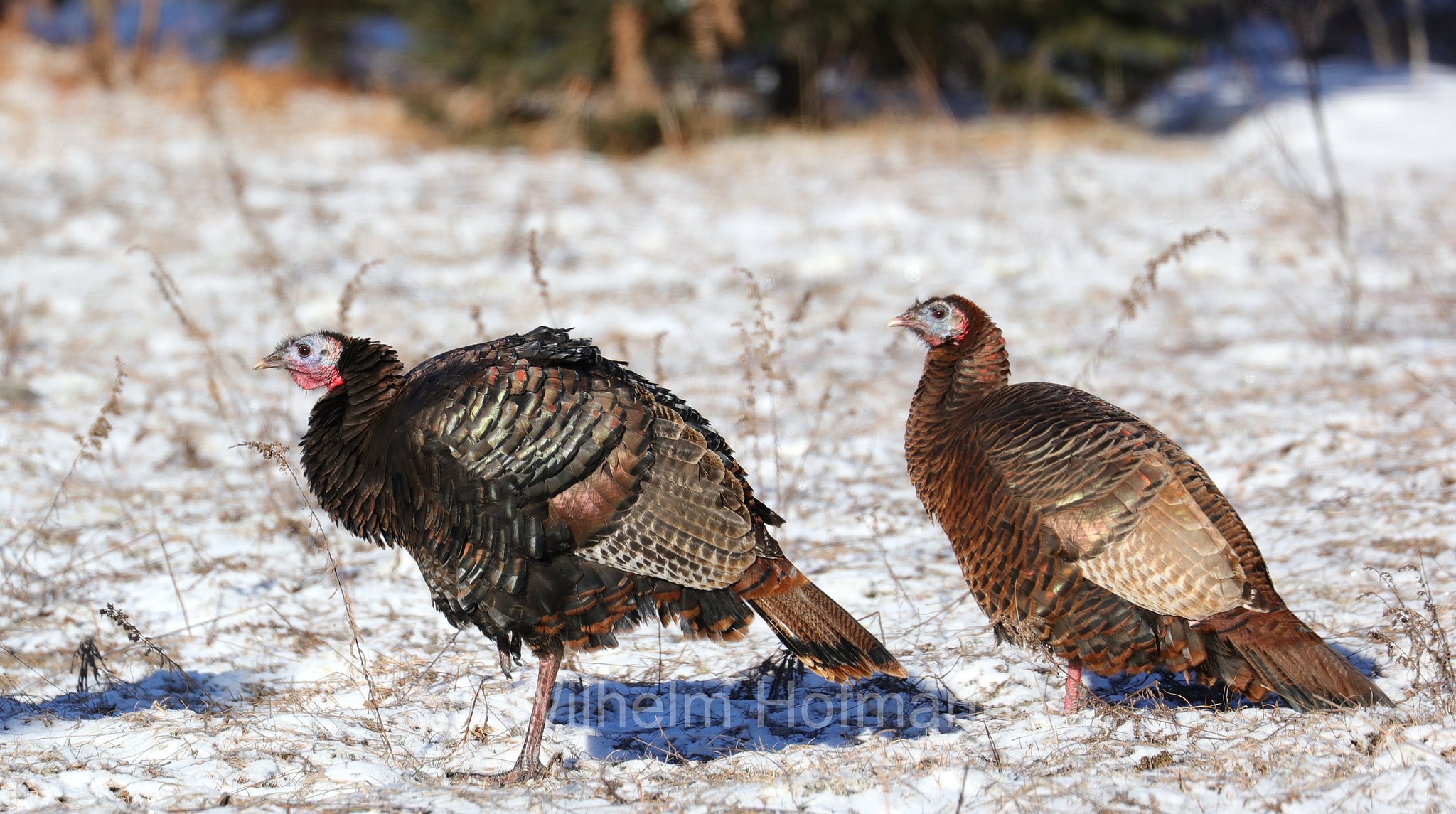 Meleagris gallopavo, wild turkey, Truthuhn, Truthahn, tacchino selvatico, Spruce Bog Boardwalk Trail, Algonquin Provincial Park, Parco provinciale di Algonquin, Ontario, Canada, Kanada