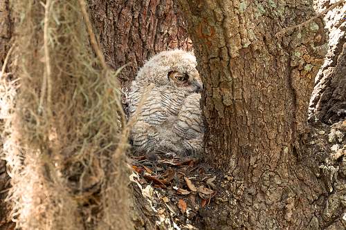 A juvenile Great Horned Owl peeking out from the protective hollow of an old growth tree in Texas.